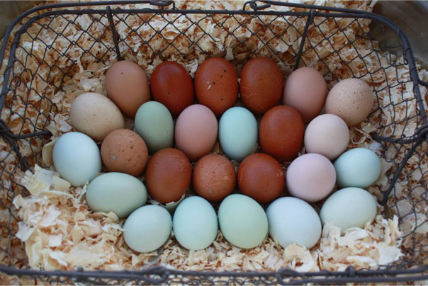 Eggs Over Easy, Hold the GMOs