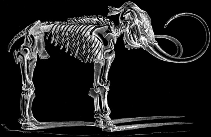 Unearthing Relics with Fossil Hunter Gary Nelson